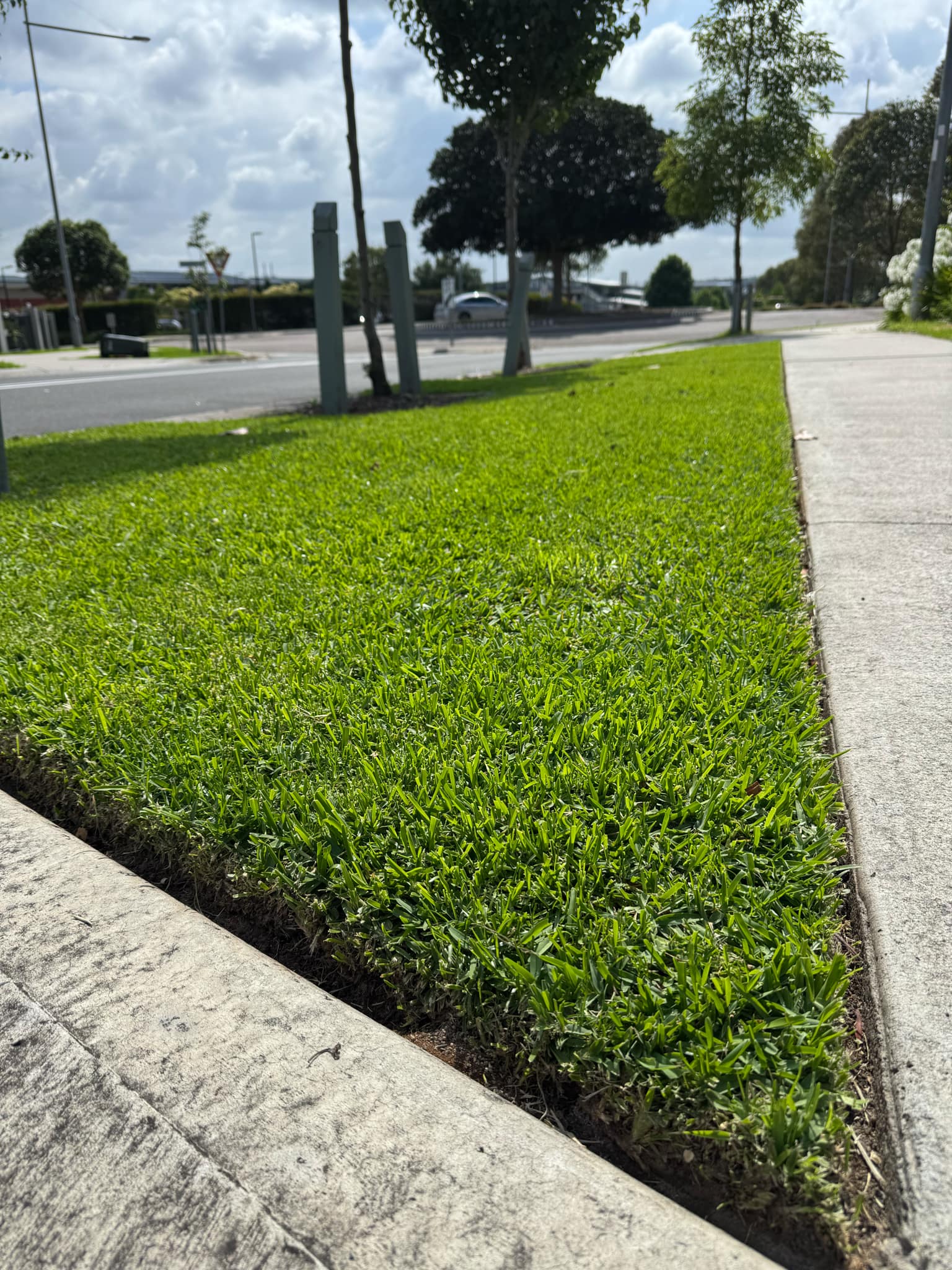 Residential Lawn Transformation